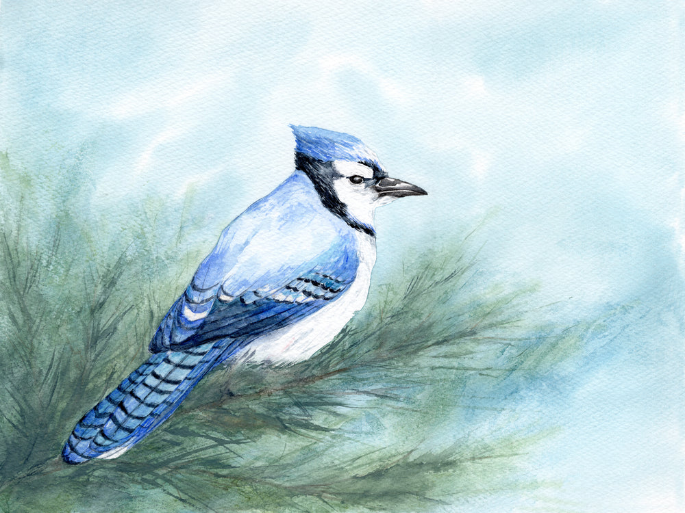 Determination - Blue Jay Watercolor Painting Brazen Edwards Dark Sea Green