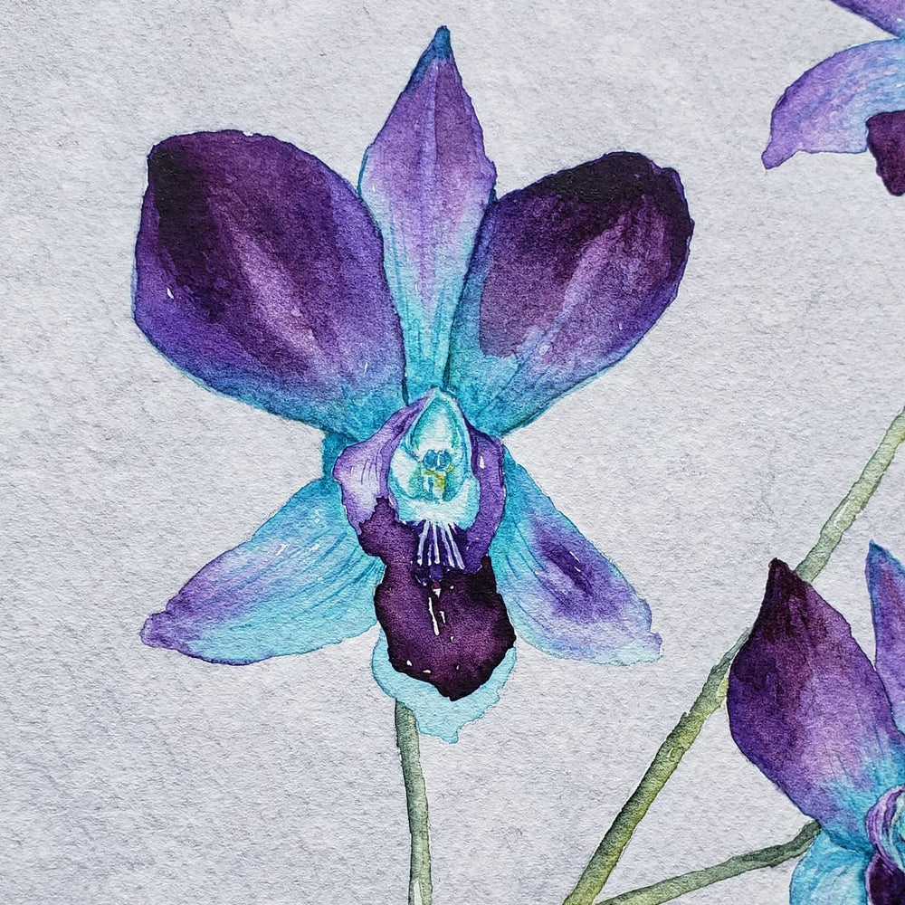 Elegance - Orchid Watercolor Painting Brazen Edwards Cadet Blue