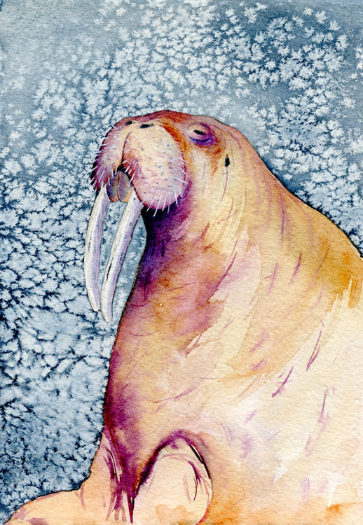 Walrus Watercolor Painting - Wildlife Marine Mammal - Art Print Brazen Design Studio Rosy Brown