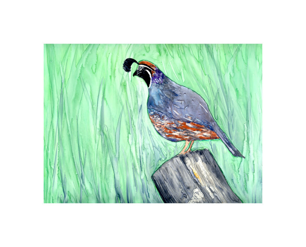 Watercolor Painting - California Quail - Valley Bird Art Print Brazen Design Studio Powder Blue