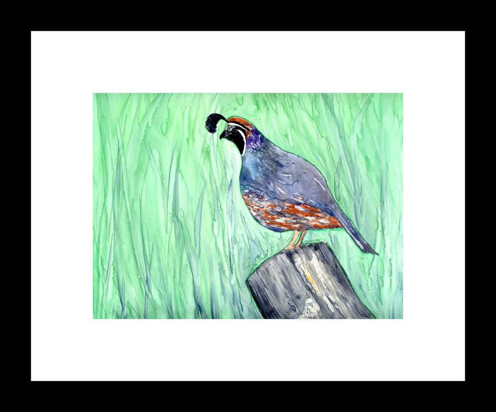 Watercolor Painting - California Quail - Valley Bird Art Print Brazen Design Studio Powder Blue