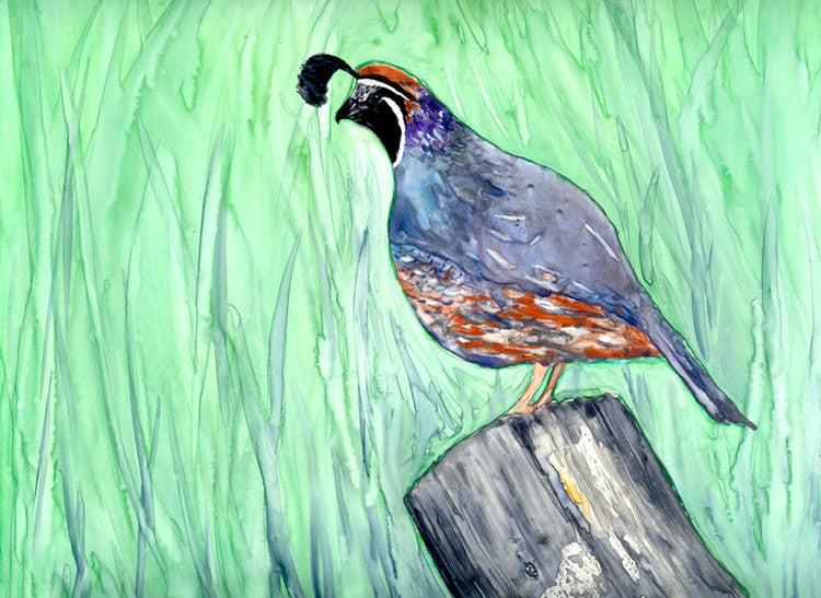 Watercolor Painting - California Quail - Valley Bird Art Print Brazen Design Studio Dark Gray