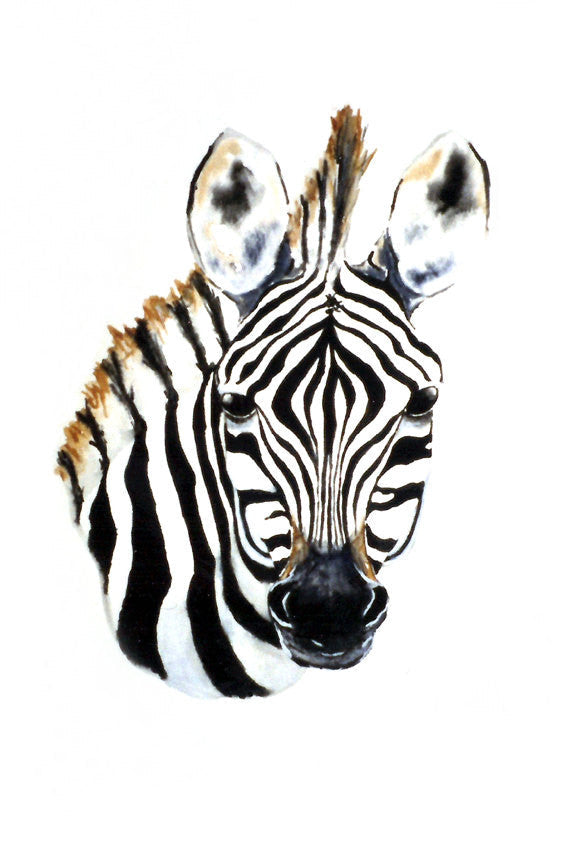 Watercolor Painting - Zebra Foal African Wildlife Art Print Brazen Design Studio White Smoke