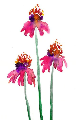 Echinacea Floral Watercolour Art Card Brazen Design Studio Violet Red